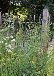 Blumenwiese Naturgarten