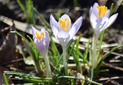 Krokus in hellem lila