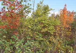 Herbstlich bunt gefärbte Hecke