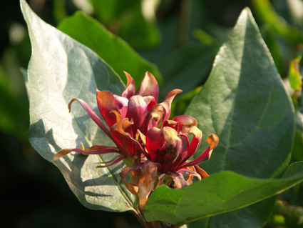 Calycanthus floridus L - Gew&uuml;rzstrauch