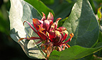 Amerikanische Gehoelze - Calycanthus floridus L - Gew&uuml;rzstrauch
