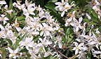 Birnenbl&uuml;te