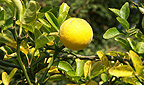 Bitterorange