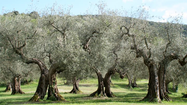 alte Bäume in einer Olivenplantage
