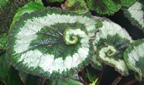 Begonien-Ausstellung im Botanischen Garten