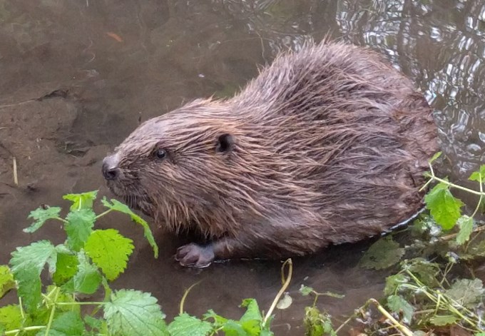 Biber im Wasser in Ufern&auml;he