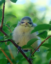 Ein Blaumeisen-Jungvogel sitzt zwischen dünnen Ästen.
