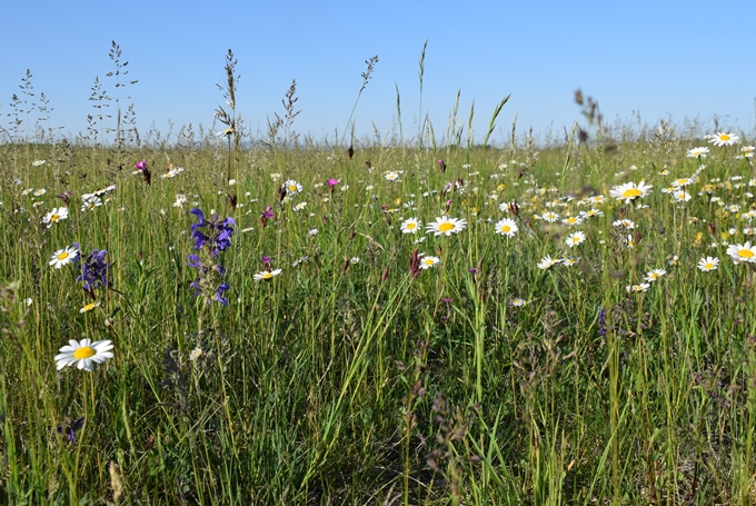 Blumenwiese