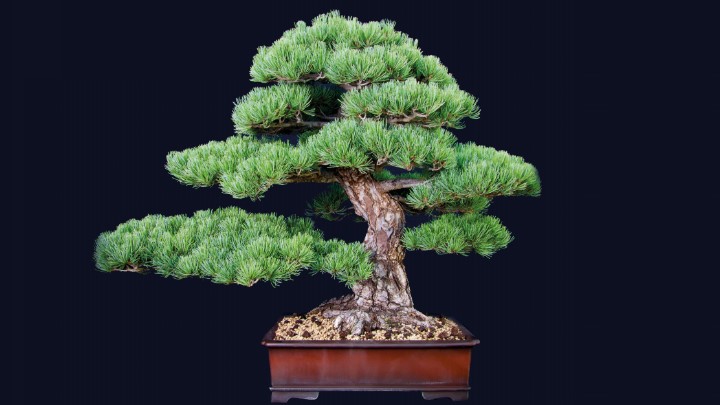 Blühender Bonsai