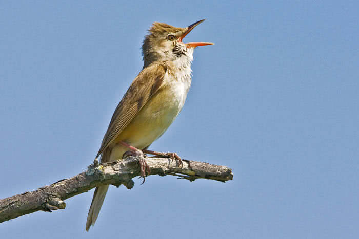 Singendes Drosselrohrs&auml;ngerm&auml;nnchen