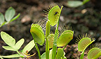 Venusfalle