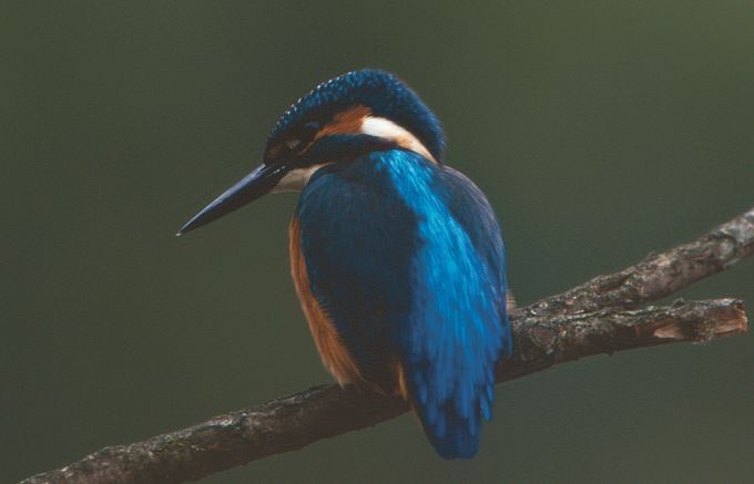Eisvogel