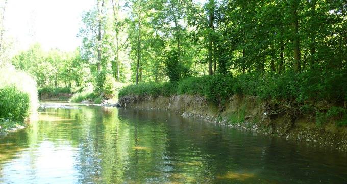 Eisvogel-Brutw&auml;nde am Mitterwasser im S&uuml;den von Linz