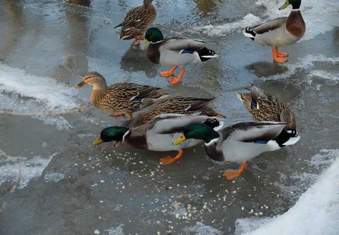 Enten im Winter am Eis eines Gew&auml;ssers