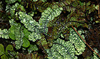 Adiantum pedatum