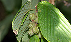 Corylopsis spicata