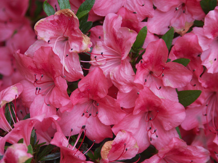 Rhododendron