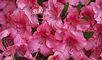 Farngrund - Rhododendron
