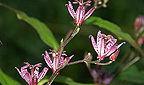 Tricyrtis