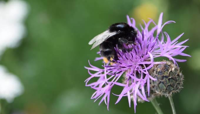 Hummel auf Flockenblume