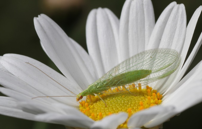 Florfliege auf Margerite