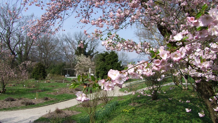 Frühlingserwachen im Botanischen Garten