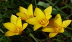 Fr&uuml;hlingserwachen im Botanischen Garten