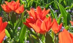 Fr&uuml;hlingsausstellung 2018 Botanischer Garten Linz