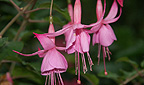 Fuchsie