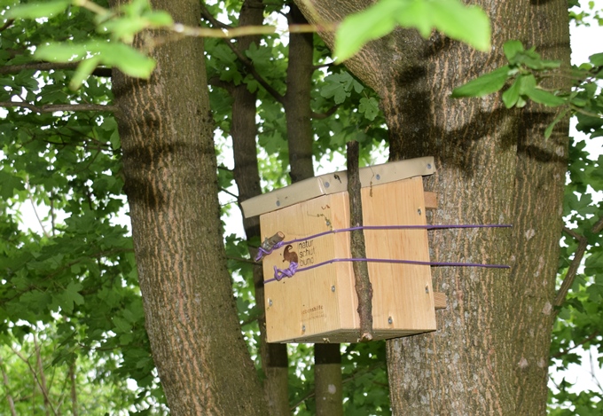 Haselmauskobel im Baum aufgeh&auml;ngt.