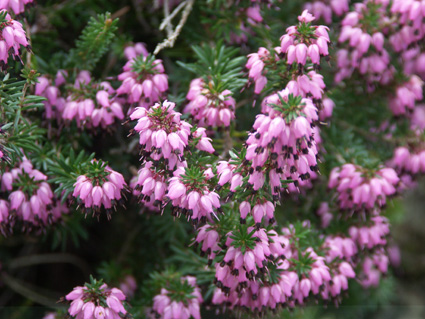 Erica carnea