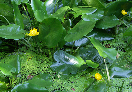 Einheimische Pflanze - Nuphar lutea
