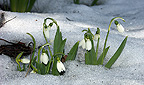 Schneegl&ouml;ckchen