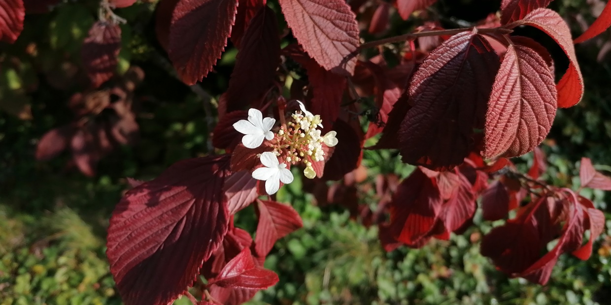 Rote Blätter, späte Blüte