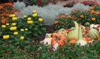 Herbstblumenschau im Botanischen Garten Linz