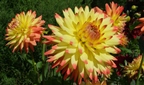 Dahlie