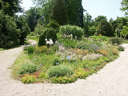 Iris- und Steppenpflanzen