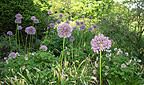 Allium