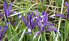 Iris reticulata