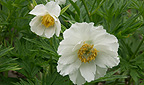Paeonia anomalia L Alba