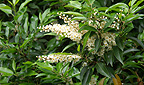 Prunus Iusitanica