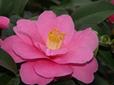 Kamelien-Ausstellung im Botanischen Garten Linz