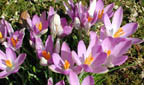 Krokus