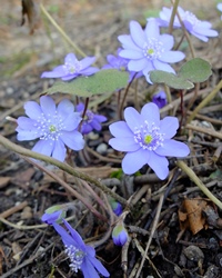 Leberblümchen
