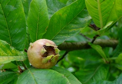 Die braune Mispel-Frucht am Strauch