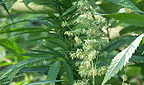 Hanf (Cannabis)