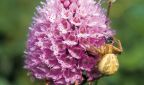 Orchidee Kugelstendel mit Krabbenspinne