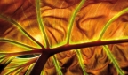  Bildtitel "Sonnenschirm" (Foto von Blattunterseite)