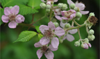 Brombeere