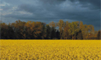 Rapsfeld